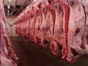 Auge exportador en el mercado ganadero