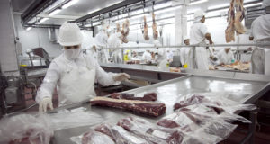 La faena de hembras superó el 52%