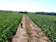 Declaran la emergencia agropecuaria en La Pampa y Catamarca