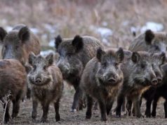 Estudian en Córdoba cómo controlar la sobrepoblación de jabalíes