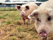 China confirmó un nuevo brote de fiebre porcina