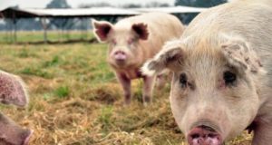 China confirmó un nuevo brote de fiebre porcina
