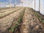 Nueva reglamentación para Buenas Prácticas Agrícolas