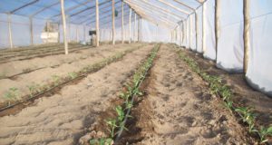Nueva reglamentación para Buenas Prácticas Agrícolas