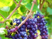 Para brindar: una de las mejores cosechas de uva