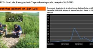 San Luis: la importancia de conocer la dinámica de emergencia de malezas