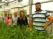 Estudio argentino sienta bases para aumentar la producción del principal cultivo forrajero