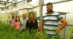 Estudio argentino sienta bases para aumentar la producción del principal cultivo forrajero