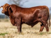 Científicos argentinos lograron introducir cambios en el genoma de bovinos clonados de raza de carne