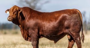 Científicos argentinos lograron introducir cambios en el genoma de bovinos clonados de raza de carne