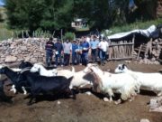 San Luis: el Ministerio de Producción tomó más de 1.250 muestras sanguíneas para el diagnóstico de brucelosis