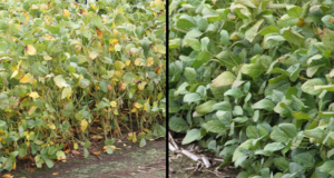 La rotación agrícola, herramienta clave contra enfermedades en soja