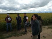 Tilisarao: ensayo comparativo de rendimiento de cultivares de soja en la campaña agrícola 2018-2019