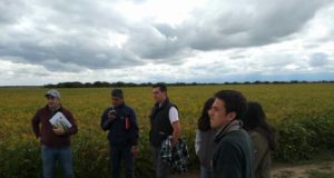 Tilisarao: ensayo comparativo de rendimiento de cultivares de soja en la campaña agrícola 2018-2019