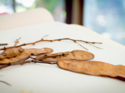 Herbario del INTA: una colección que resguarda la biodiversidad vegetal de la Argentina