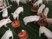 Está prohibido elaborar alimentos para animales con antibióticos