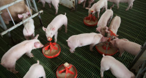 Está prohibido elaborar alimentos para animales con antibióticos