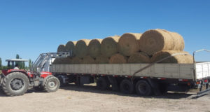 Por la ganadería, la alfalfa pasa de ‘cenicienta’ a un negocio floreciente