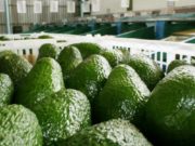 Alimentos saludables: palta, la fruta influencer en las comidas de los argentinos