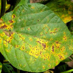 septoria-danios