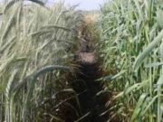 Triticale: presentan tres nuevas variedades del cereal forrajero