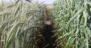 Triticale: presentan tres nuevas variedades del cereal forrajero