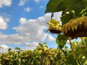 Lanzan híbrido de girasol con genes de resistencia a herbicidas