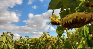 Lanzan híbrido de girasol con genes de resistencia a herbicidas