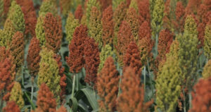 El sorgo gana protagonismo en las dietas ganaderas