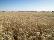 2019/20 con potencial récord en producción y exportación de trigo
