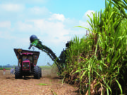 Los ingenios se sumaron a los reclamos judiciales por los biocombustibles