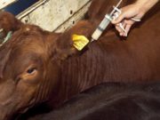 Brucelosis: Es baja la incidencia en rodeos y preocupante a nivel establecimientos