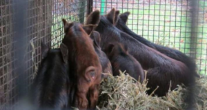 Cerdo criollo costero: conservación del patrimonio genético