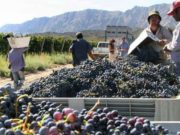 El productor de uva pierde por goleada. La industria del vino repuntó