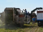 San Juan aportó casi la mitad del tomate que se cosechó en el país