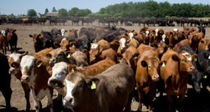 La faena de hembras superó el 52% en mayo