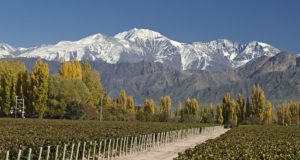 Casi 10% de las zonas productivas de Mendoza está en manos de extranjeros