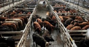 La menor venta de carne generó bajas para la hacienda en pie
