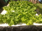 La Hidroponía como alternativa productiva