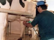 Los números de la lechería de Córdoba