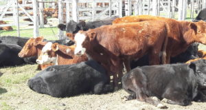 Travaglia remató cerca de 1500 vacunos en La Toma