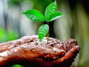 Plan estratégico basado en 4 B: Bioeconomía, biósfera, biodiversidad y bioética
