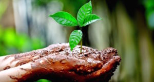 Plan estratégico basado en 4 B: Bioeconomía, biósfera, biodiversidad y bioética