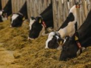 El USDA subsidia con 100 millones de dólares a productores lácteos