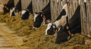 Desarrollan carne de mejor calidad integrando plantas autóctonas en la dieta