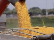 Las ventas de maíz nuevo casi cuadruplican a las de la campaña anterior