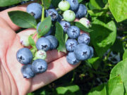 Arándanos, grandes beneficios nutricionales en una pequeña fruta
