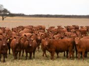 Jornada en Unión: mejorar nutrición, sanidad y manejo genera más terneros con las mismas vacas