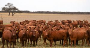 Mañana, jornada ganadera en Unión: Más terneros con los mismos vientres