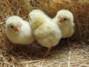 Qué enfermedades de las aves se deben notificar al ser detectadas